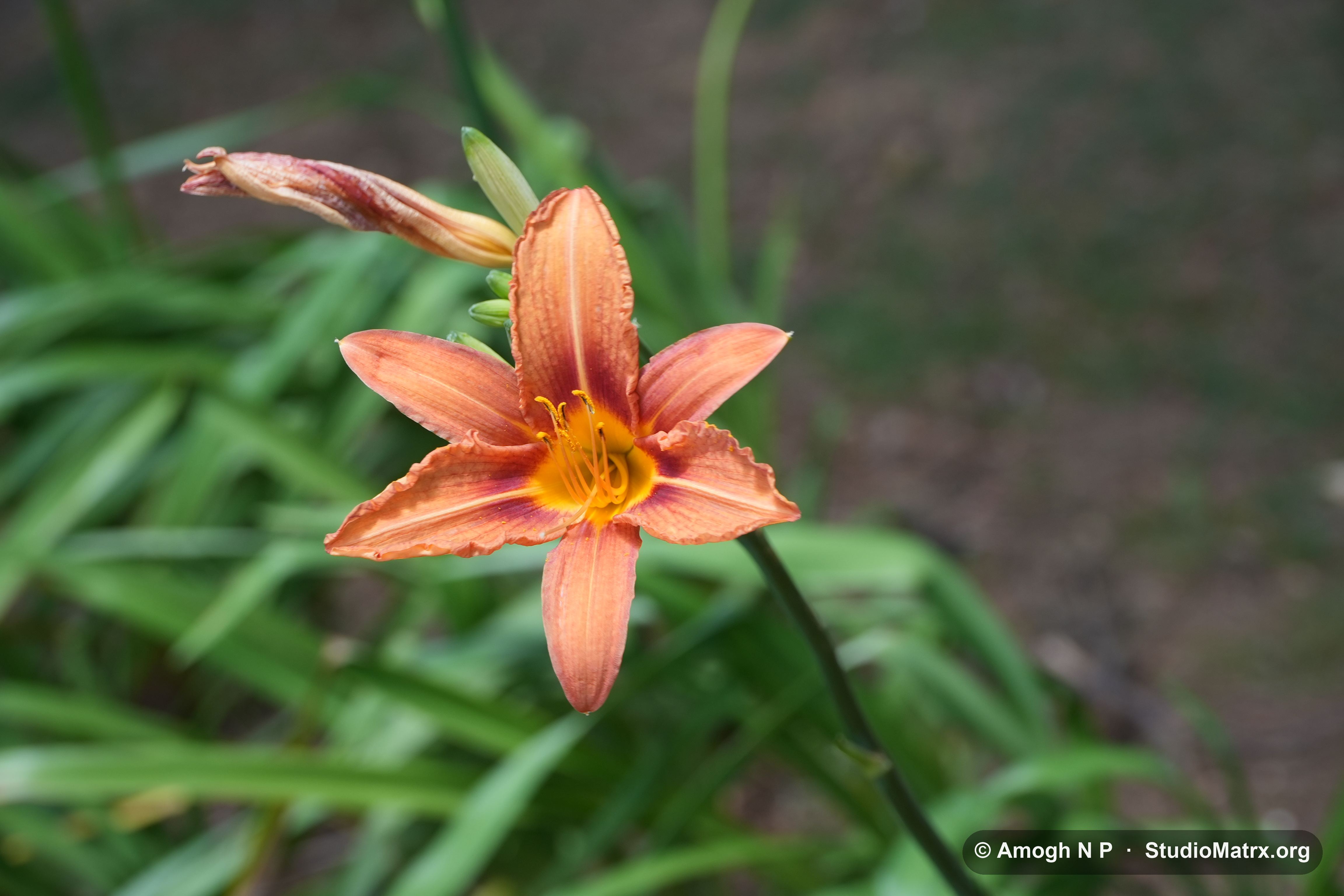 Flower photograph, Sri Lanka (May 2021) — @Amogh N P, StudioMatrx.org
