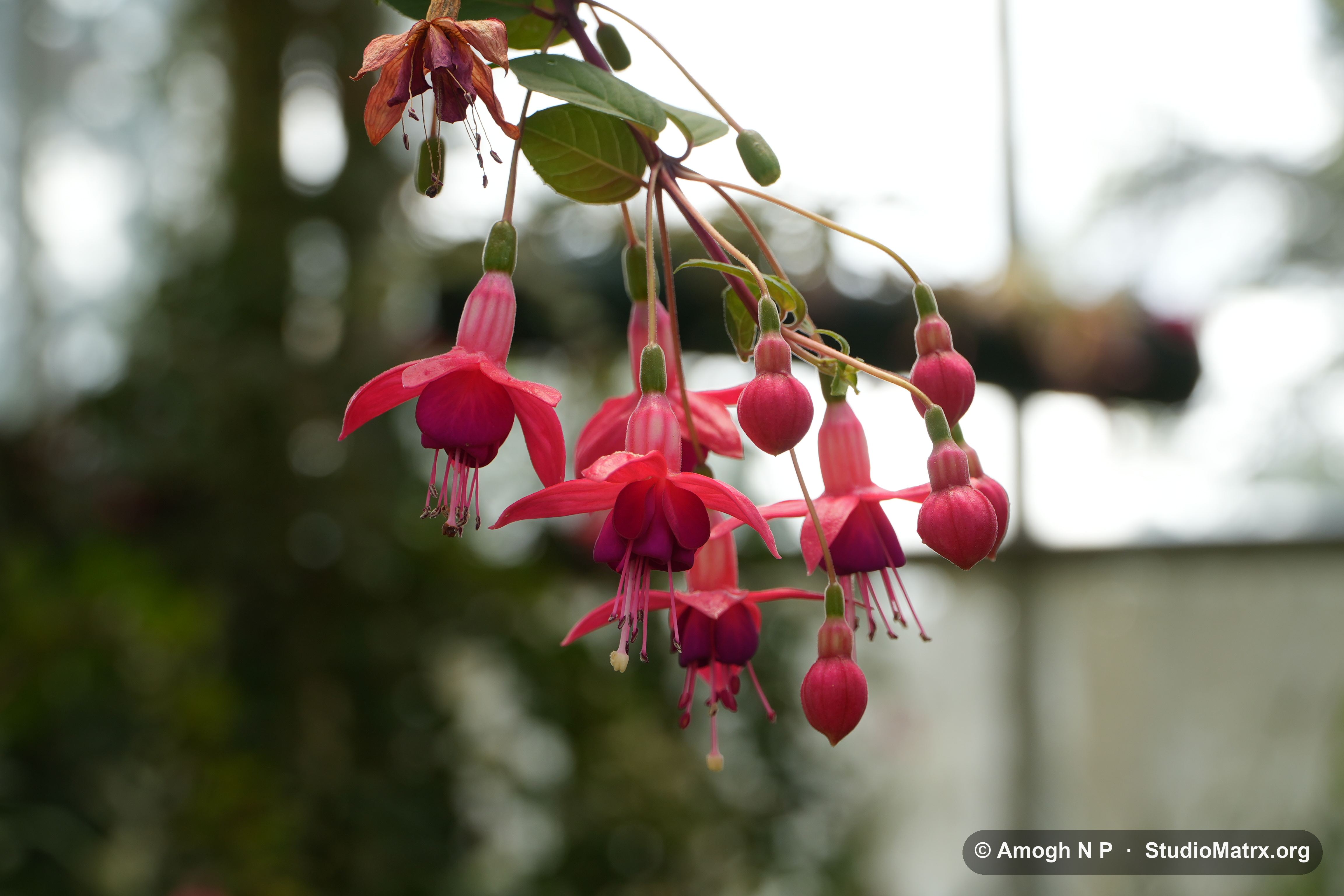 Flower photograph, Sri Lanka (May 2021) — @Amogh N P, StudioMatrx.org