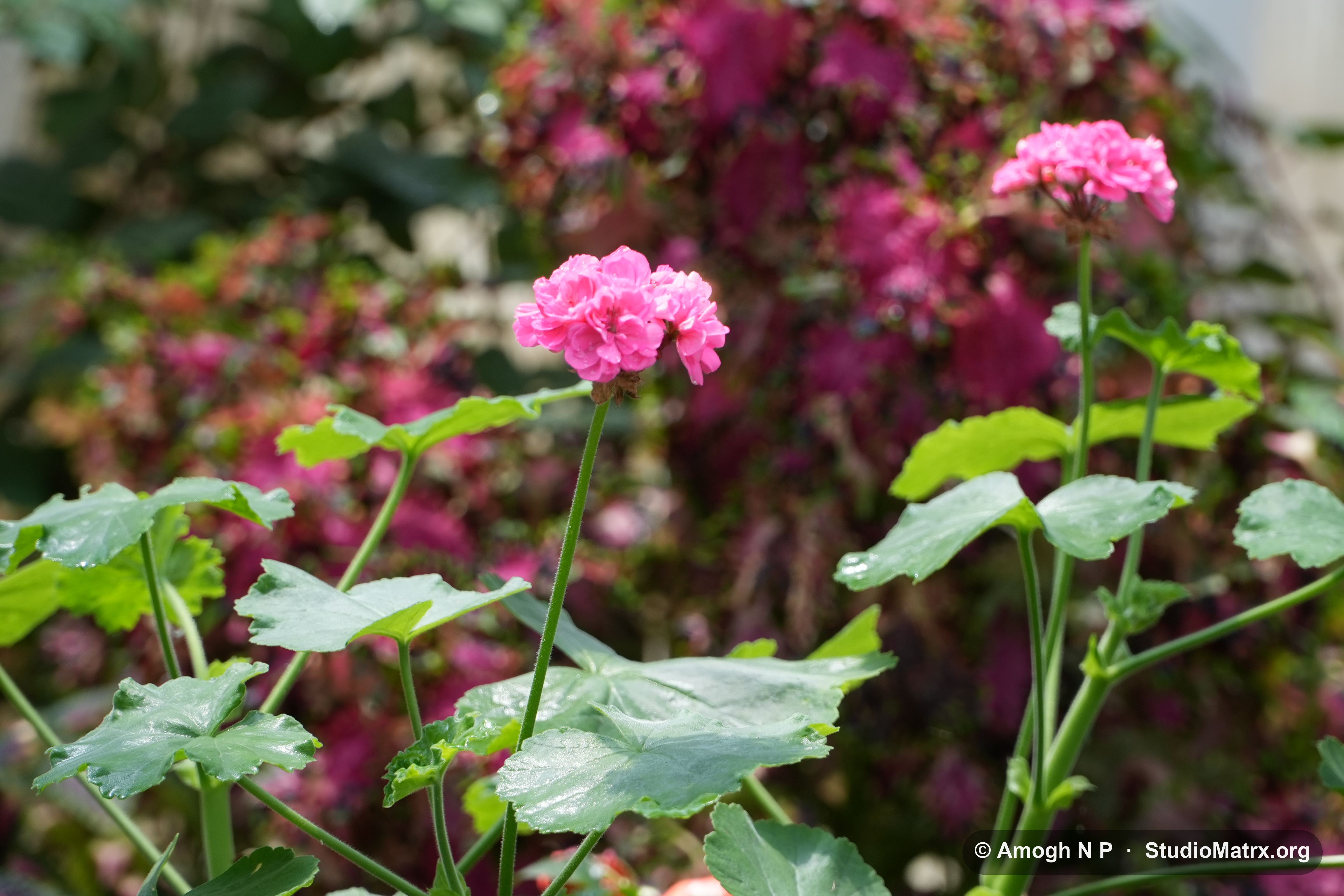 Flower photograph, Sri Lanka (May 2021) — @Amogh N P, StudioMatrx.org