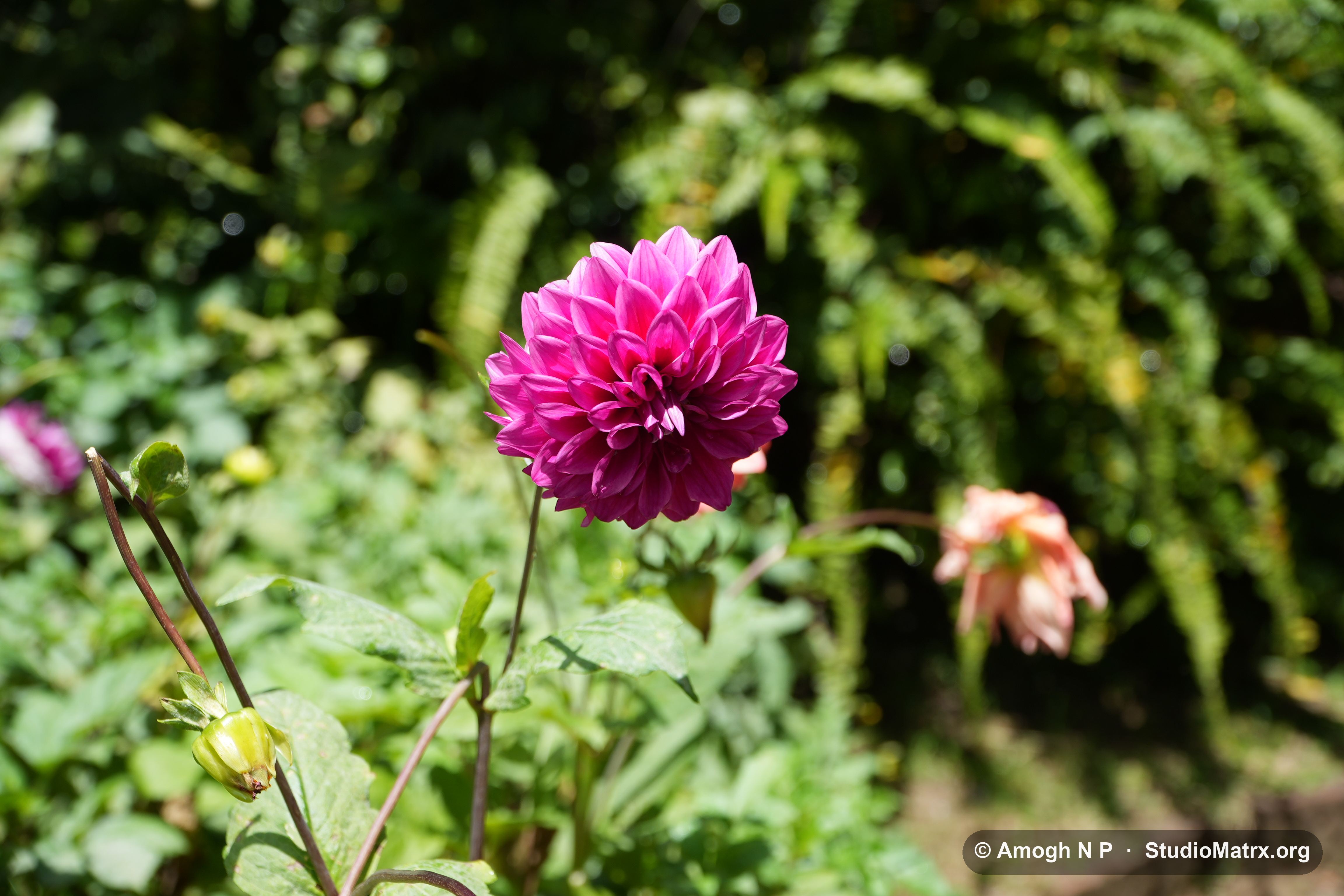 Flower photograph, Sri Lanka (May 2021) — @Amogh N P, StudioMatrx.org