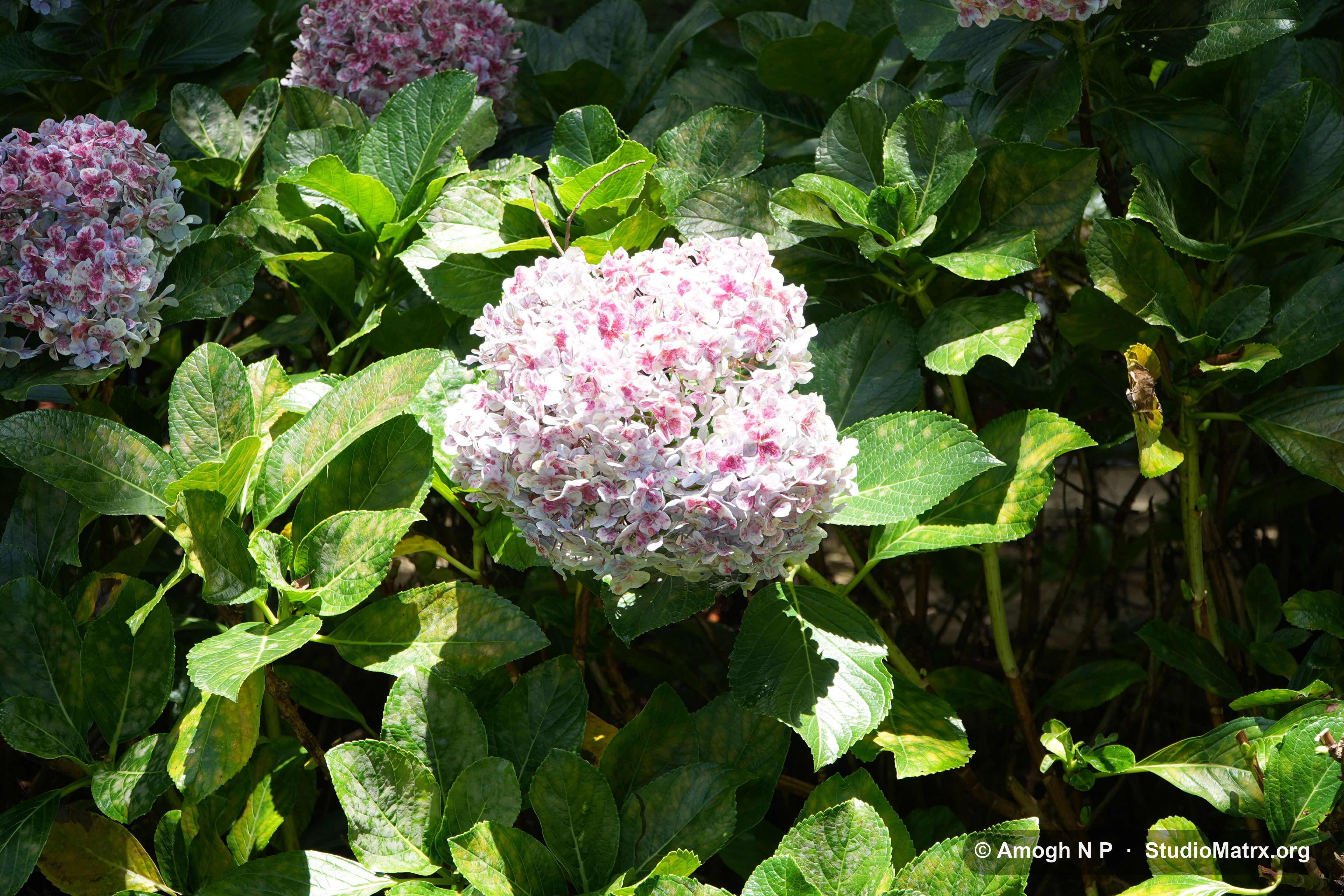 Flower photograph, Sri Lanka (May 2021) — @Amogh N P, StudioMatrx.org