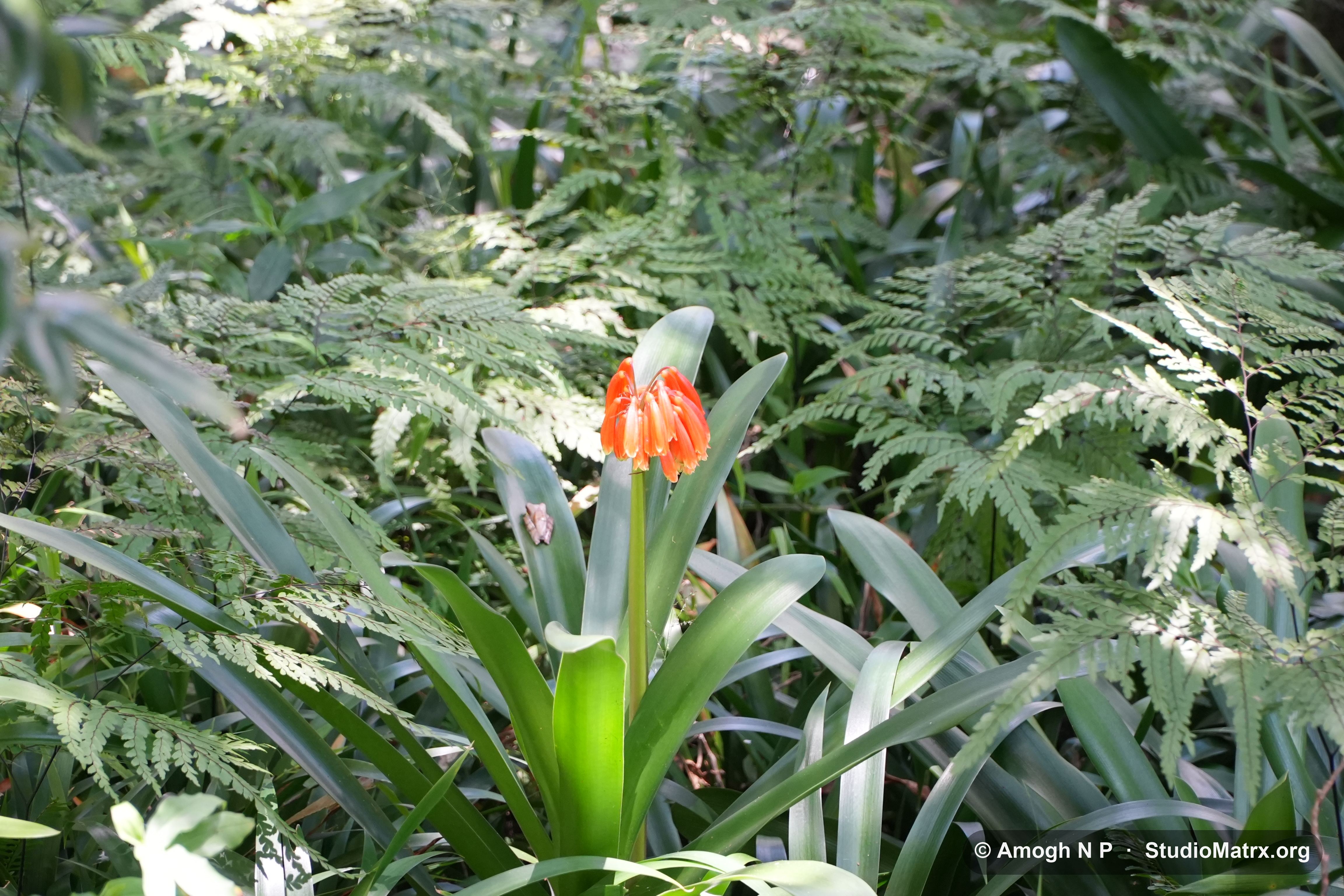 Flower photograph, Sri Lanka (May 2021) — @Amogh N P, StudioMatrx.org