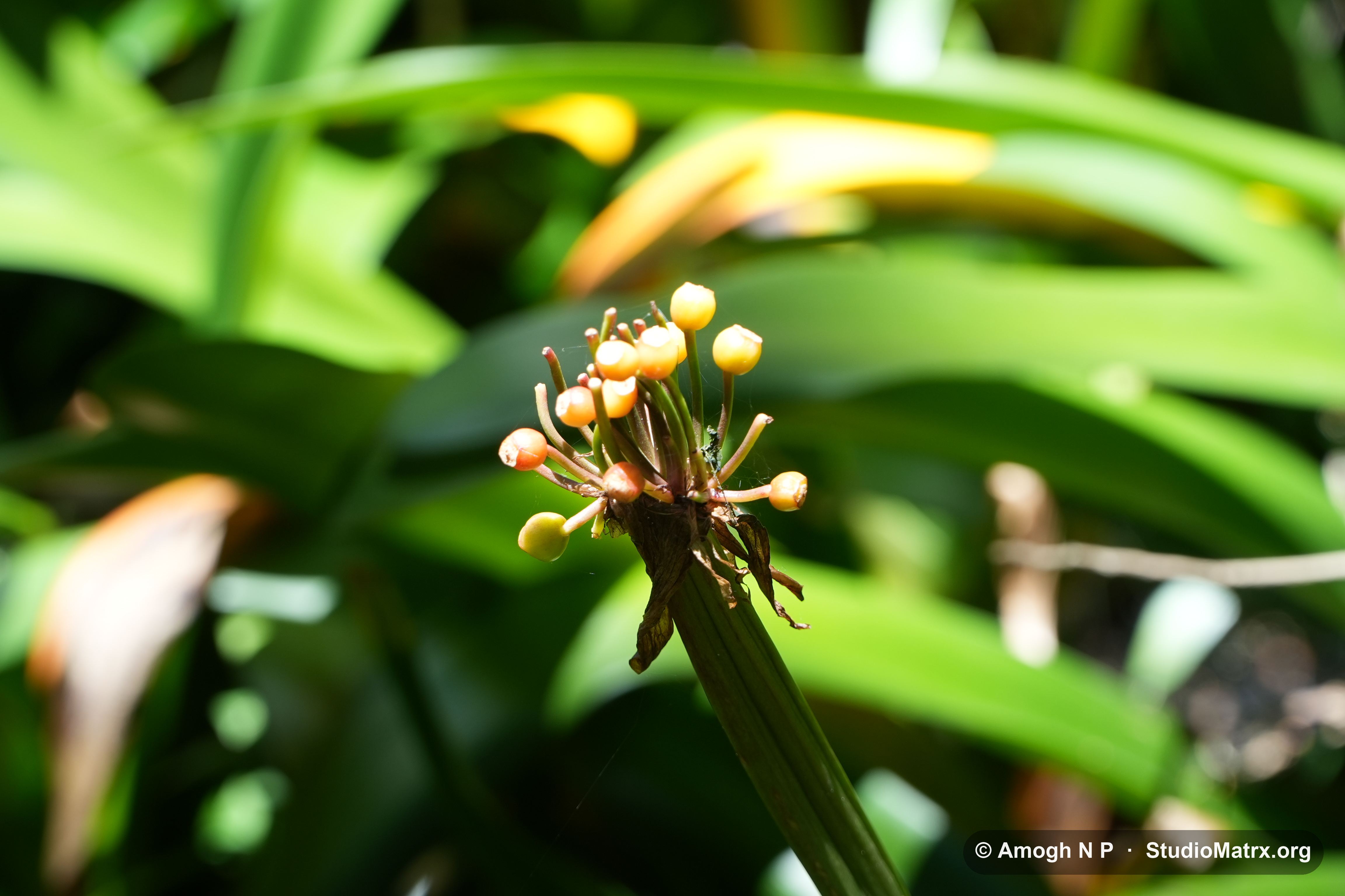 Flower photograph, Sri Lanka (May 2021) — @Amogh N P, StudioMatrx.org