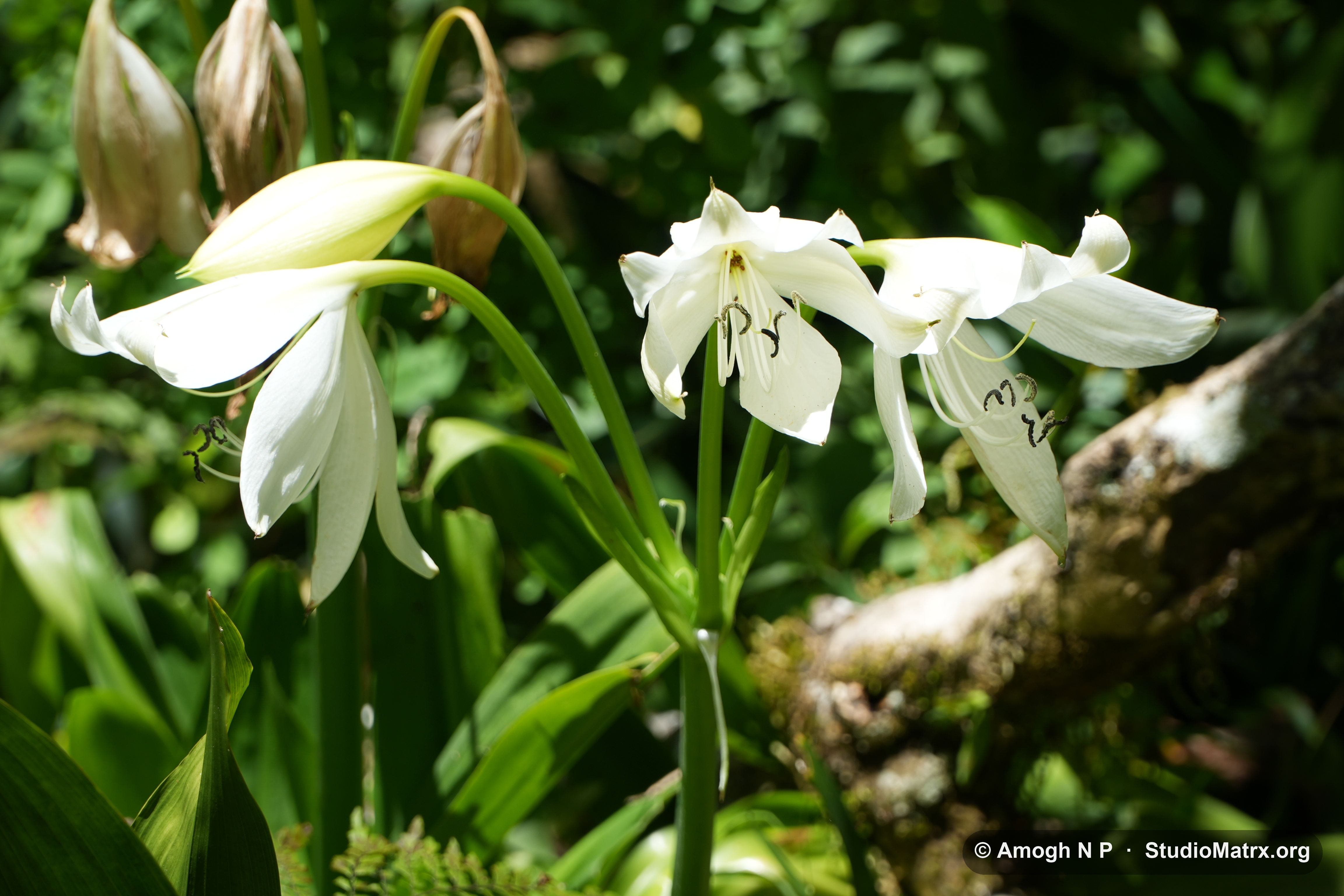 Flower photograph, Sri Lanka (May 2021) — @Amogh N P, StudioMatrx.org