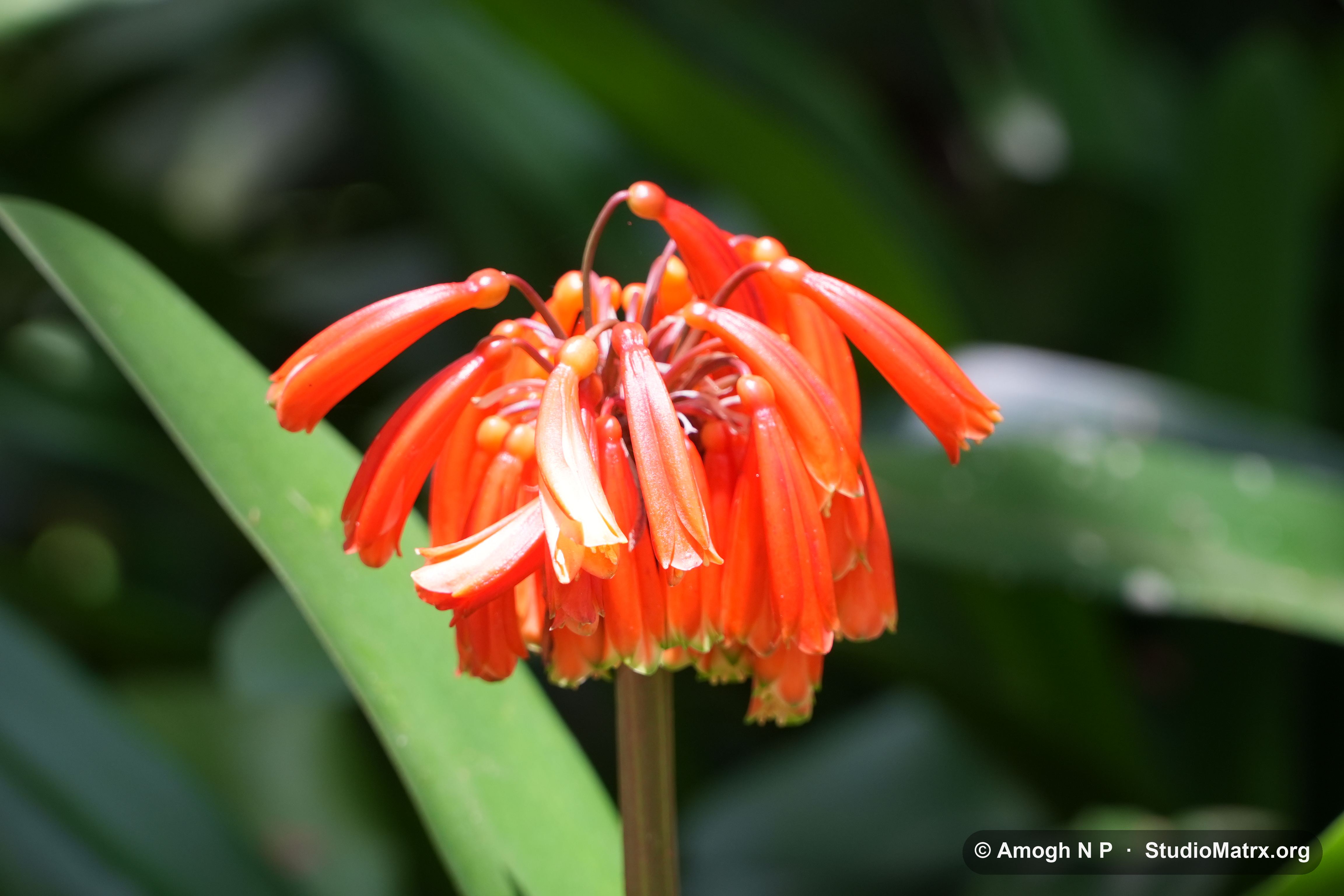 Flower photograph, Sri Lanka (May 2021) — @Amogh N P, StudioMatrx.org