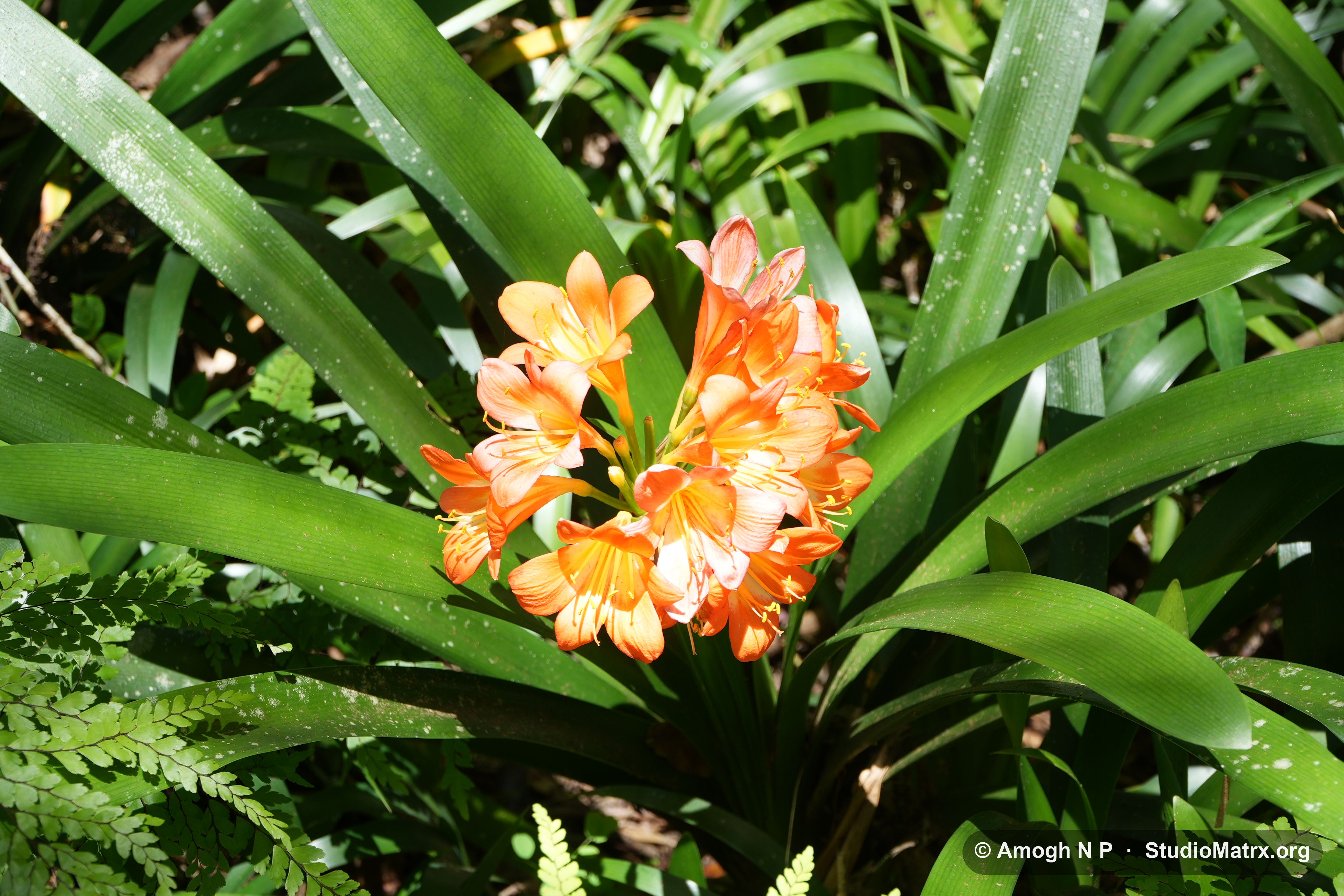 Flower photograph, Sri Lanka (May 2021) — @Amogh N P, StudioMatrx.org
