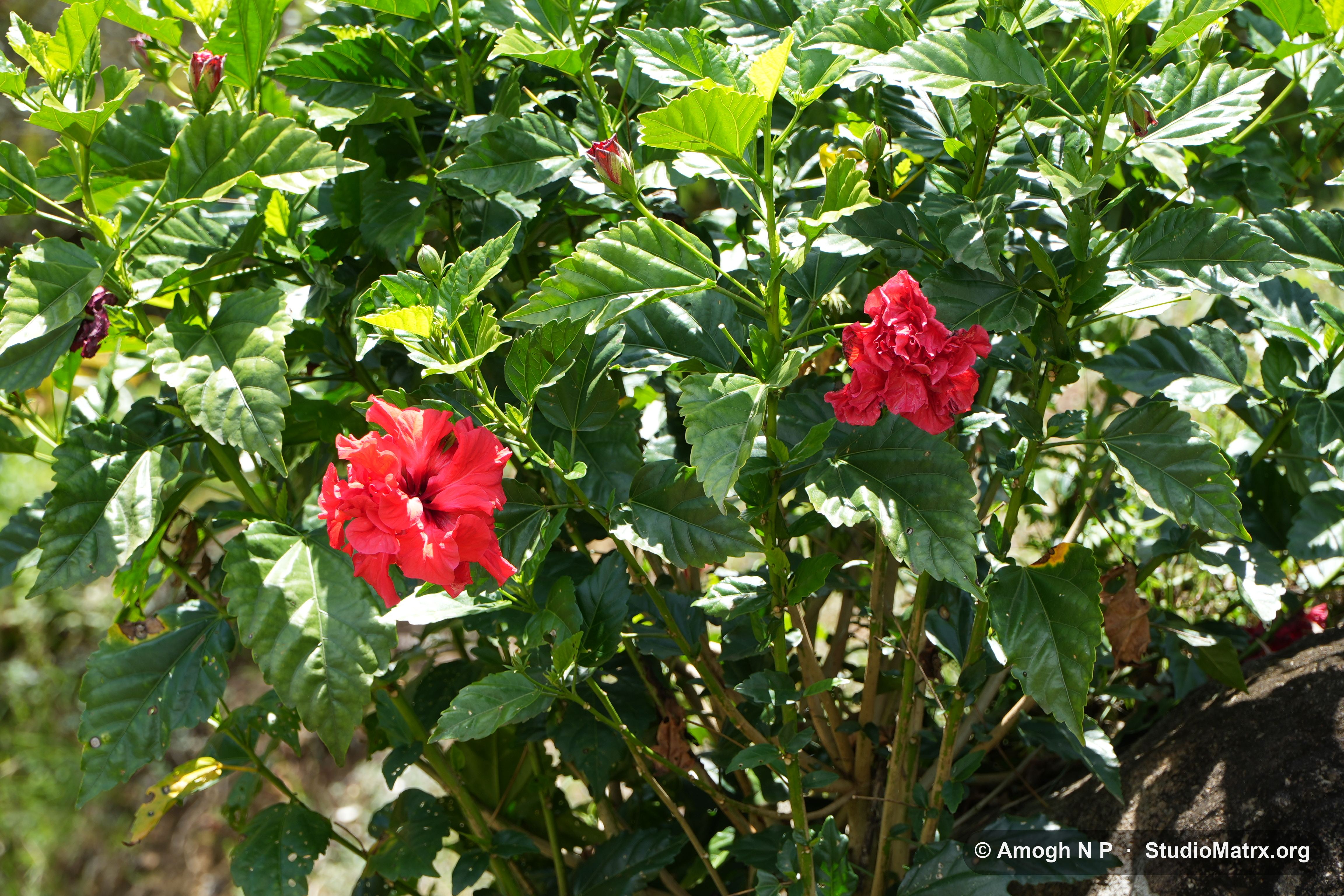 Flower photograph, Sri Lanka (May 2021) — @Amogh N P, StudioMatrx.org