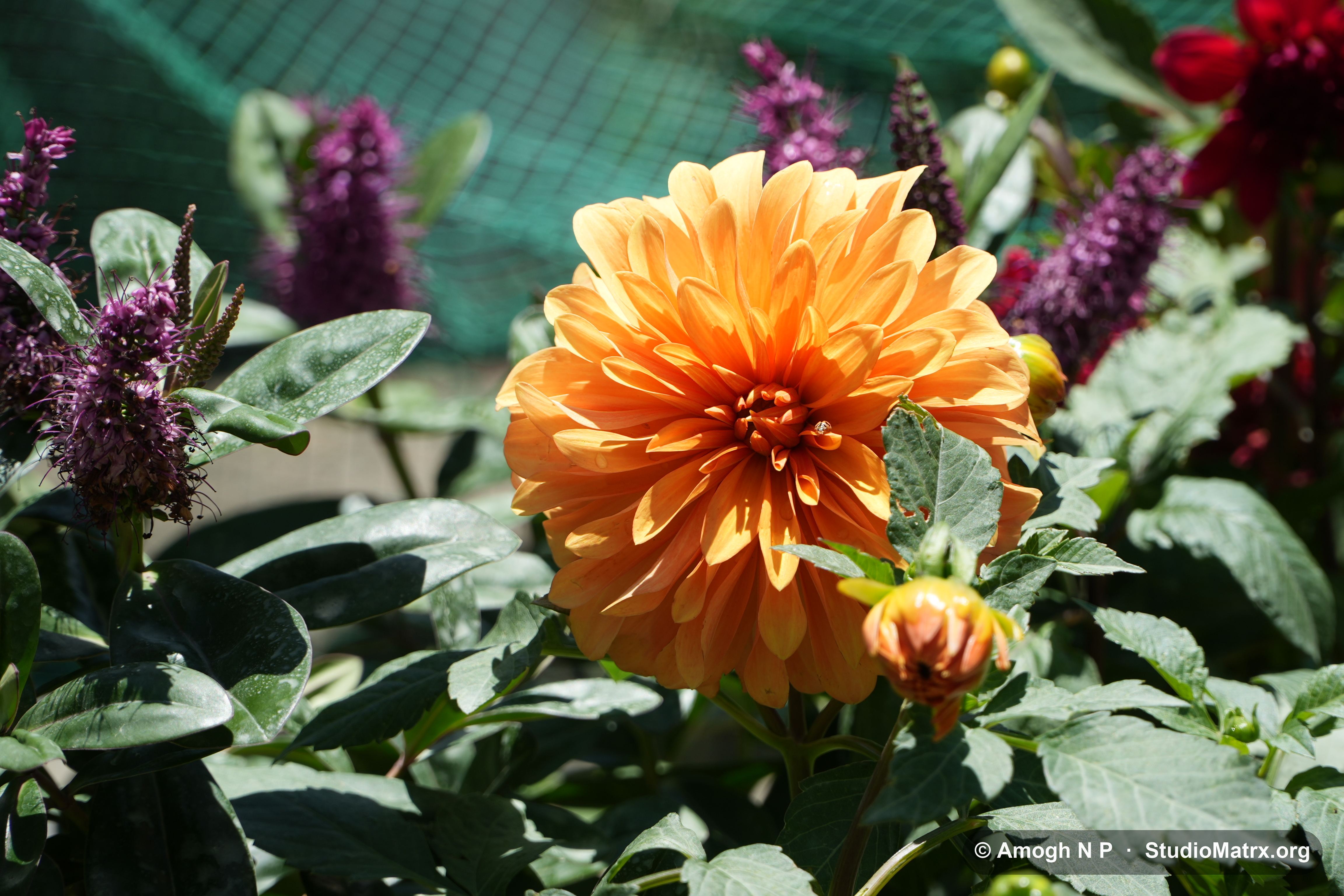 Flower photograph, Sri Lanka (May 2021) — @Amogh N P, StudioMatrx.org
