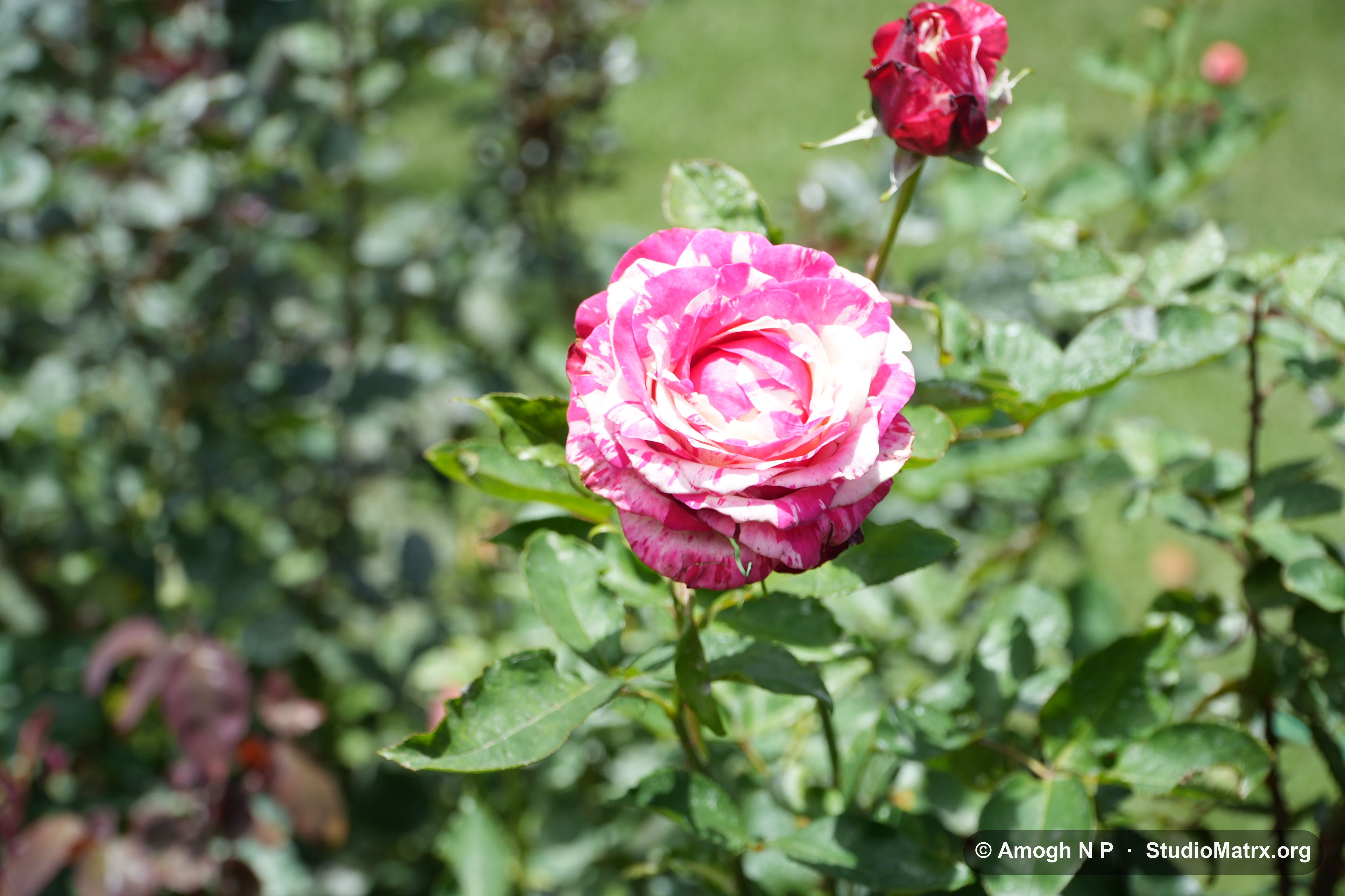 Flower photograph, Sri Lanka (May 2021) — @Amogh N P, StudioMatrx.org