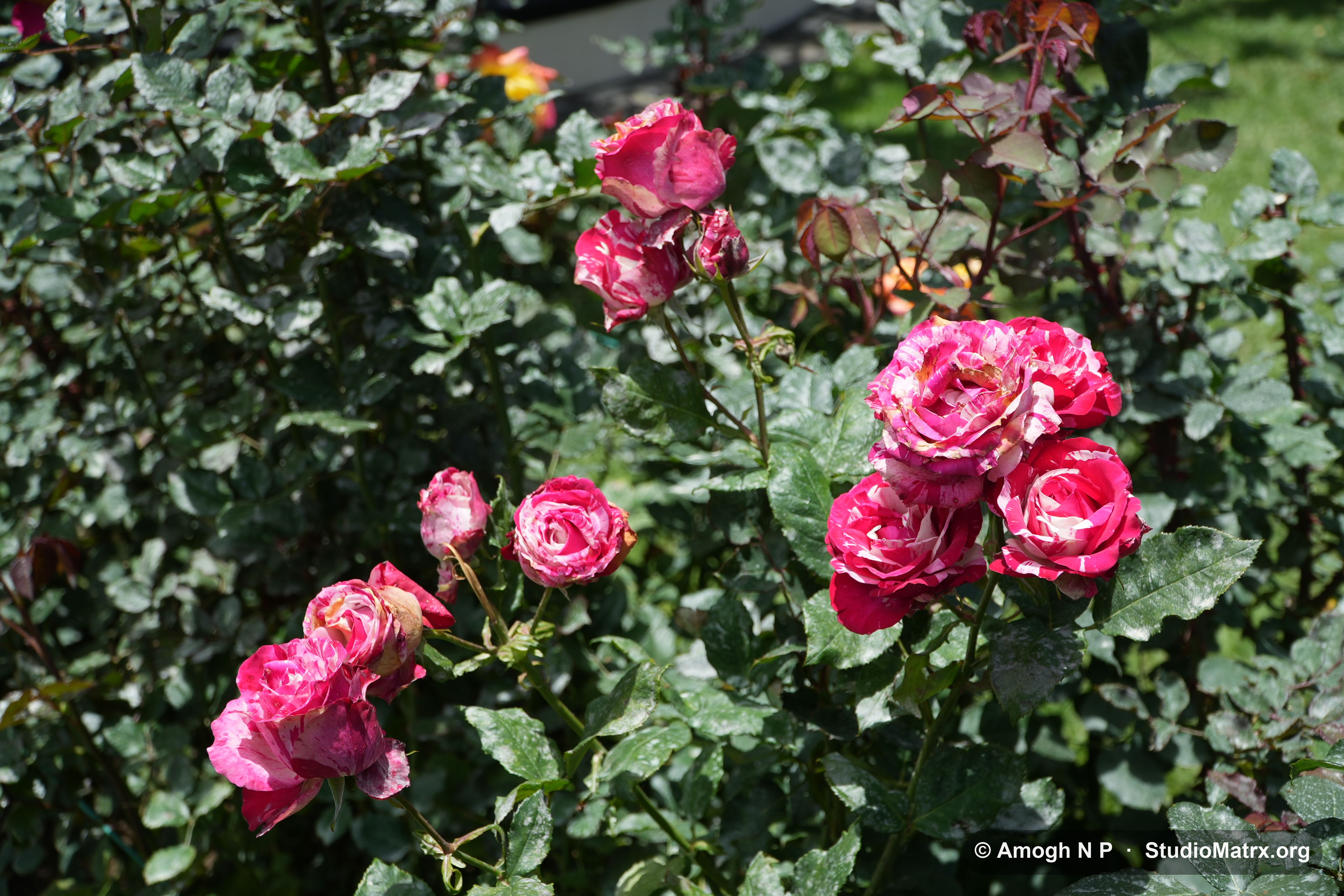 Flower photograph, Sri Lanka (May 2021) — @Amogh N P, StudioMatrx.org
