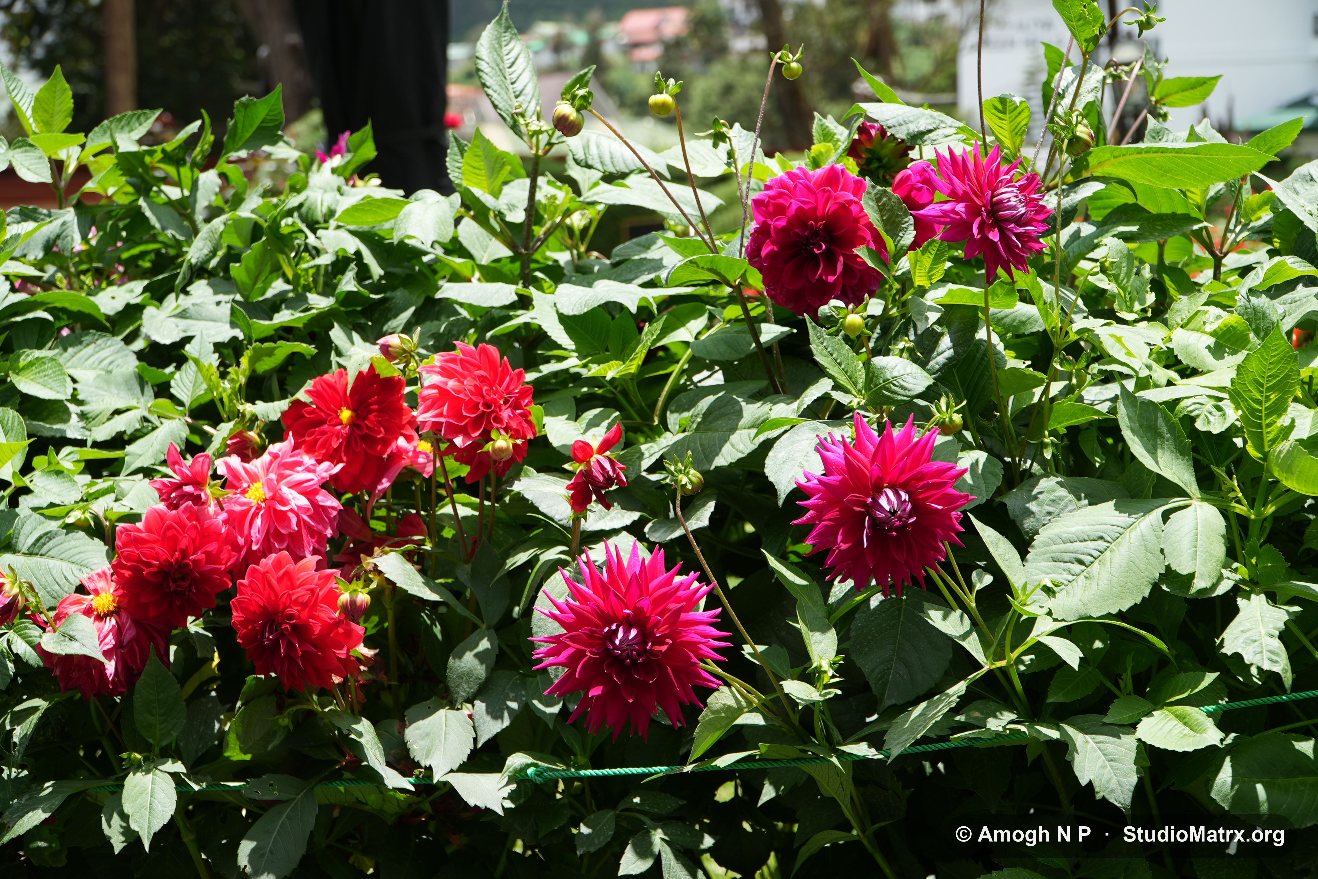 Flower photograph, Sri Lanka (May 2021) — @Amogh N P, StudioMatrx.org