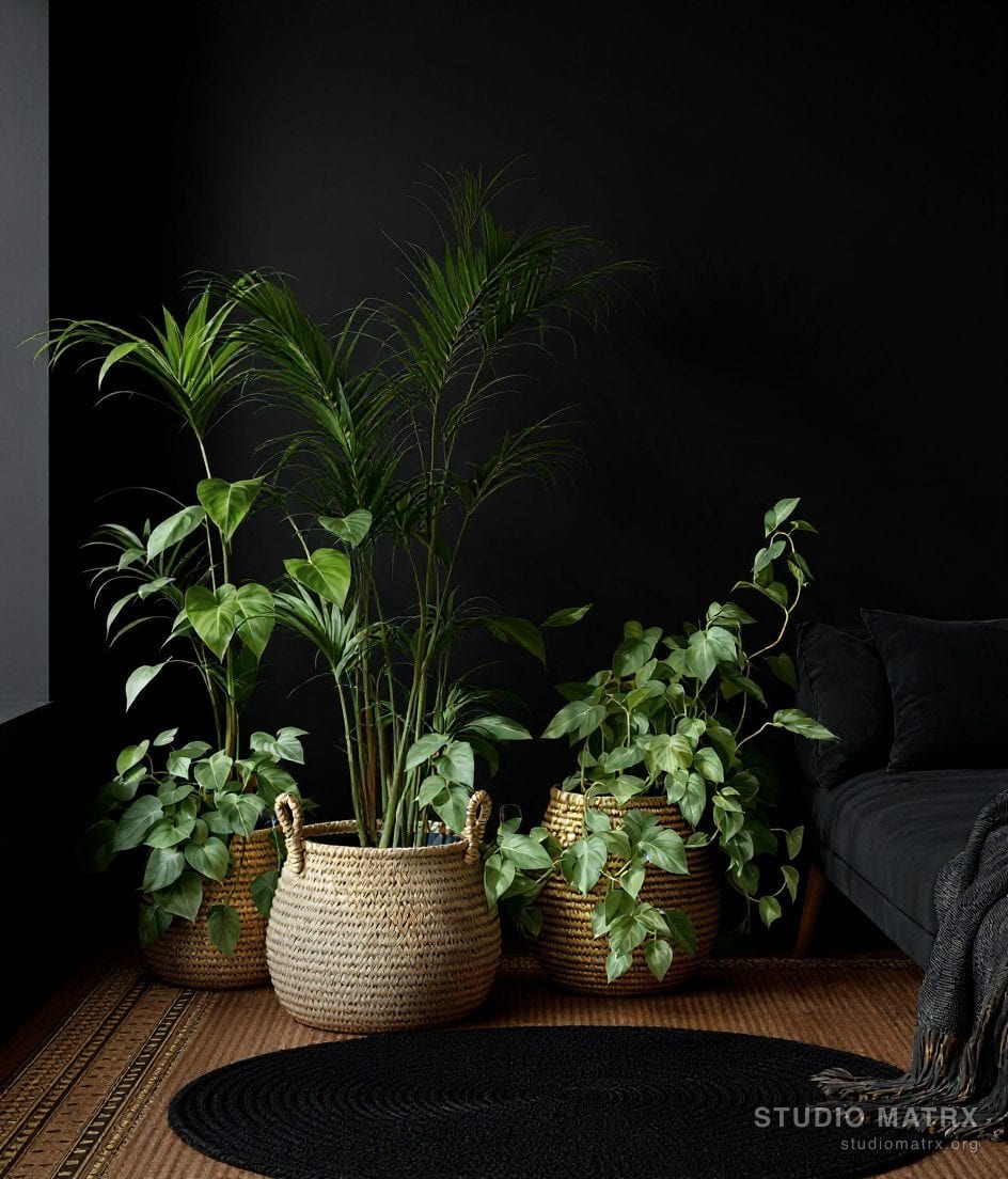 Plants And Layered Rug Living Room — Charcoal & Gold